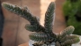 Красула (Crassula lycopodioides)