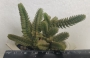 Красула (Crassula lycopodioides)