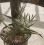 Красула (Crassula mesembryanthemoides Hispida)