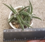 Красула (Crassula mesembryanthemoides Hispida)