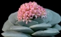 Красула (Crassula Morgans Beauty)