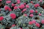 Красула (Crassula Morgans Beauty)