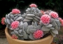 Красула (Crassula Morgans Beauty)