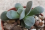 Красула (Crassula Morgans Beauty)