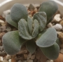 Красула (Crassula Morgans Beauty)