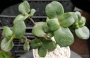 Красула (Crassula multicava)