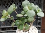 Красула (Crassula multicava)