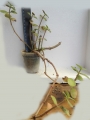 Красула (Crassula multicava)