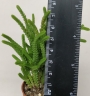 Красула (Crassula muscosa var. pseudolycopodiodes)