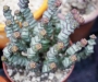Красула (Crassula nealiana, Crassula marnieriana)