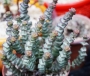 Красула (Crassula nealiana, Crassula marnieriana)