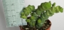Красула (Crassula nealiana, Crassula marnieriana)