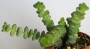 Красула (Crassula nealiana, Crassula marnieriana)