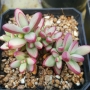 Красула (Crassula nudicaulis)