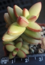 Красула (Crassula nudicaulis)