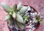 Красула (Crassula nudicaulis)