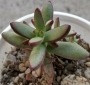 Красула (Crassula nudicaulis)