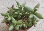 Красула (Crassula nudicaulis)