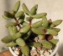 Красула (Crassula nudicaulis)