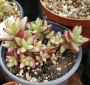 Красула (Crassula nudicaulis)