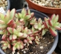 Красула (Crassula nudicaulis)