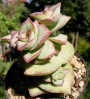 Красула (Crassula perforata Giant Form)