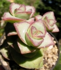 Красула (Crassula perforata Giant Form)