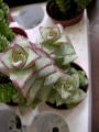 Красула (Crassula perforata Giant Form)