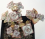 Красула (Crassula perforata Giant Form)
