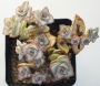 Красула (Crassula perforata Giant Form)
