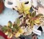 Красула (CRASSULA PORTULACEA VARIEGATED)