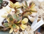 Красула (CRASSULA PORTULACEA VARIEGATED)