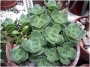 Красула (Crassula pseudohemisphaerica)