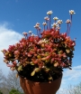 Красула (CRASSULA PUBESCENS SSP. RADICANS)