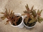 Красула (Crassula pubescens ssp. rattrayi)