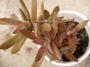 Красула (Crassula pubescens ssp. rattrayi)
