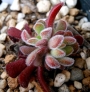 Красула (Crassula pubescens ブベッセンス)