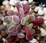 Красула (Crassula pubescens ブベッセンス)