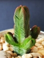 Красула (Crassula pyramidalis)