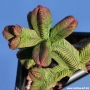 Красула (Crassula pyramidalis)