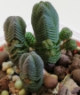 Красула (Crassula pyramidalis)
