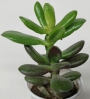 Красула (Crassula Red Horn)