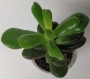 Красула (Crassula Red Horn)