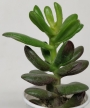 Красула (Crassula Red Horn)