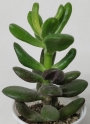 Красула (Crassula Red Horn)