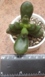 Красула (Crassula Red Horn)