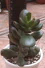 Красула (Crassula Red Horn)