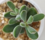 Красула (Crassula rogersii)