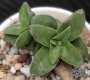 Красула (Crassula Springtime)
