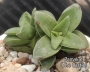 Красула (Crassula Springtime)